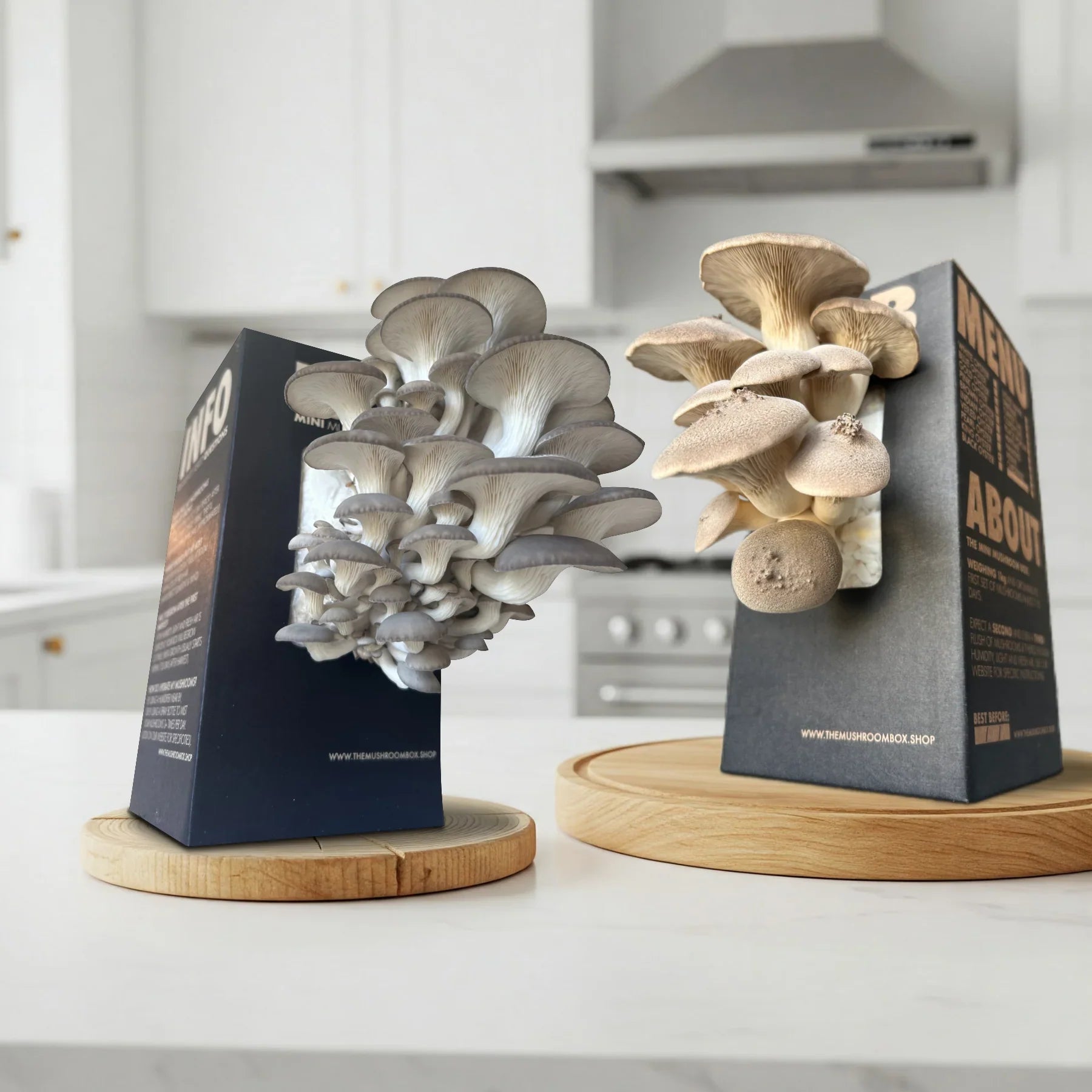 GOURMET MYCOLOGY (Launching Soon)